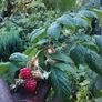 Raspberry plant in a pot Image 3