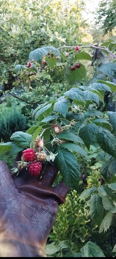 Raspberry plant in a pot