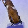 Vintage Taxidermy Miniture Brahma Bull Image 4