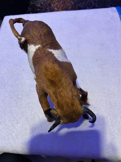 Vintage Taxidermy Miniture Brahma Bull