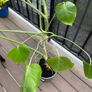 Large monstera Image 4