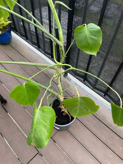 Large monstera