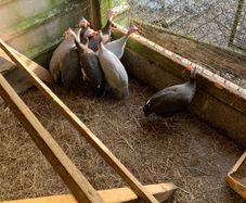 poultry