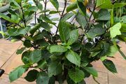 garden plants