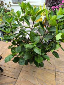 garden plants