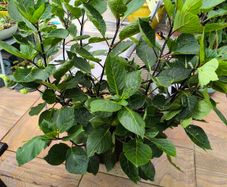 garden plants