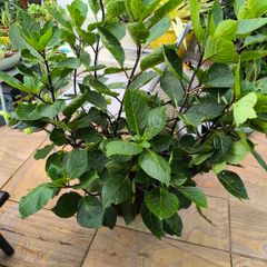 garden plants