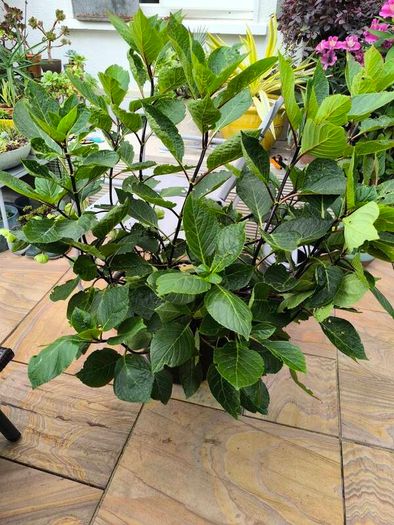 garden plants