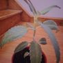 Plant (Mother of Millions) Image 2