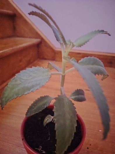 Plant (Mother of Millions)