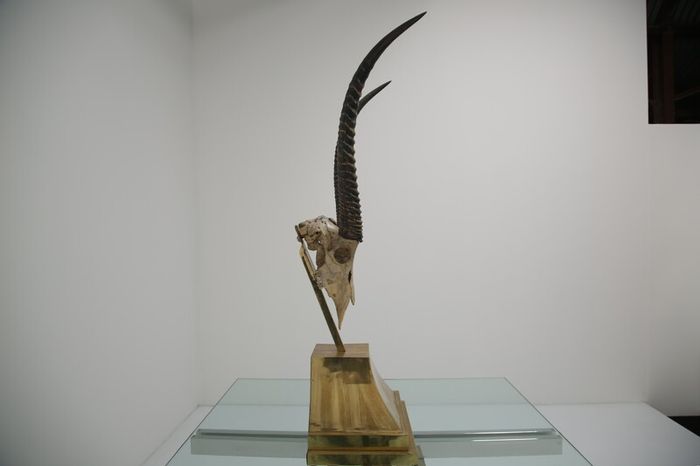 Taxidermy Study of Gazelle With Antlers by Anthony Redmile, London, 1970s.