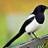 Magpie15