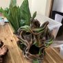 Bunch of terrarium Decoration Equipments Image 3