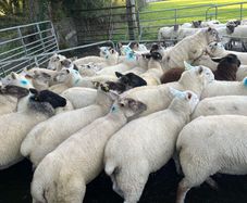 Hogget ewes 40