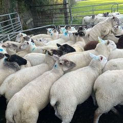 Hogget ewes 40