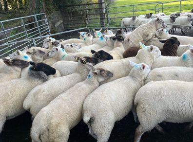Hogget ewes 40