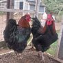 Roosters Image 2