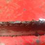 Can post Zomax zm5010 chainsaw Image 7
