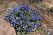 (B) Desert Bluebell seeds 0,5g