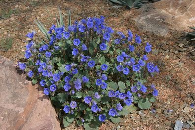 (B) Desert Bluebell seeds 0,5g