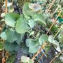 Eucalyptus pulverulenta, Baby blue Image 2