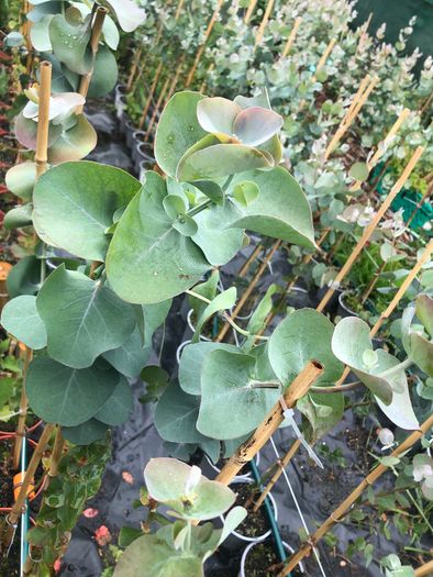 Eucalyptus pulverulenta, Baby blue