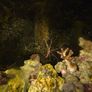 marine fish tank Image 4