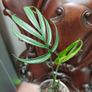 Monstera Subpinnata Image 2