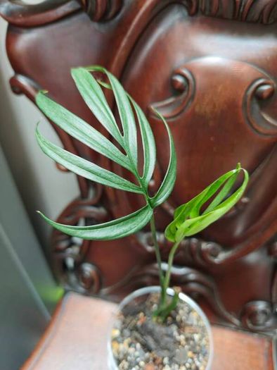 Monstera Subpinnata