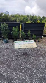 Quality Portuguese Laurel in sizes from 3 euro