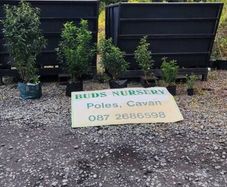 Quality Portuguese Laurel in sizes from 3 euro