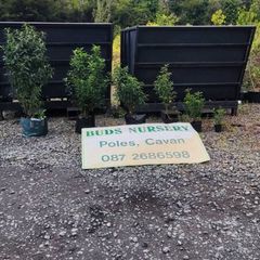 Quality Portuguese Laurel in sizes from 3 euro