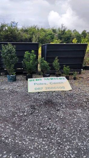 Quality Portuguese Laurel in sizes from 3 euro