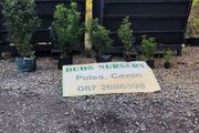 Quality Portuguese Laurel in sizes from 3 euro