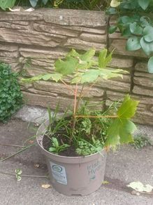 Sycamore sapling tree