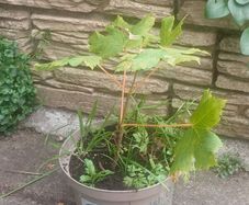 Sycamore sapling tree