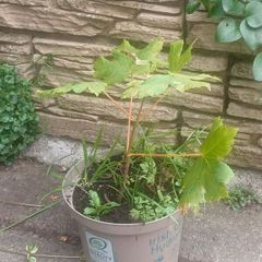 Sycamore sapling tree