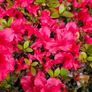 Azaleas, Evergreen Shrubs Image 2