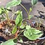 Rudbeckia 'Goldstrum' (Black eyed Susan) Image 2