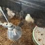 Chickens Image 4