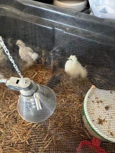 Chickens