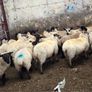 Suffolk ewe lambs Image 4