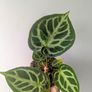 Anthurium Crystallinum Plant Image 4