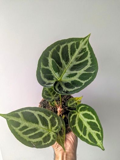 Anthurium Crystallinum Plant
