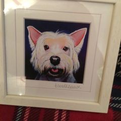 picture dog by eoin o Connor