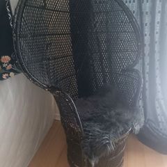 Vintage peacock chair