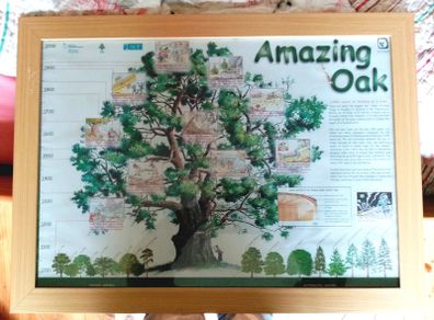 History of Oak Tree Picture