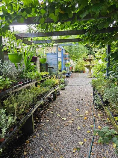 Plants, Flowering Shrubs, Grasses