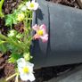 Organic Strawberry plants Image 2