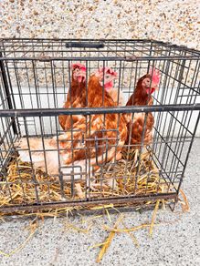 Free Range Eggs